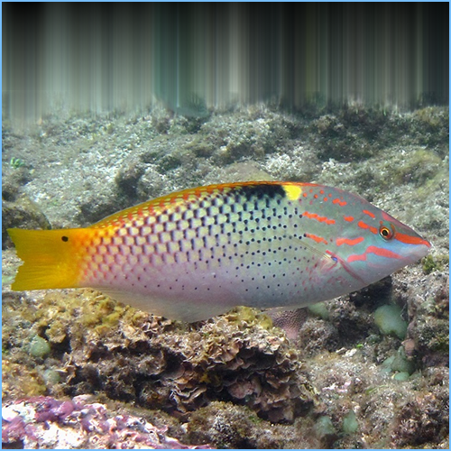 Marbled / Checkerboard Wrasse (Halichoeres hortulanus)