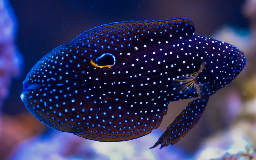 Marine Betta (Calloplesiops altivelis)