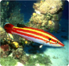 Masudas Hogfish (Bodianus sepiacaudus)