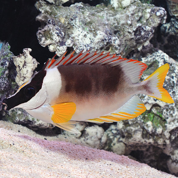 Magnificent Foxface Rabbitfish (Siganus magnificus)