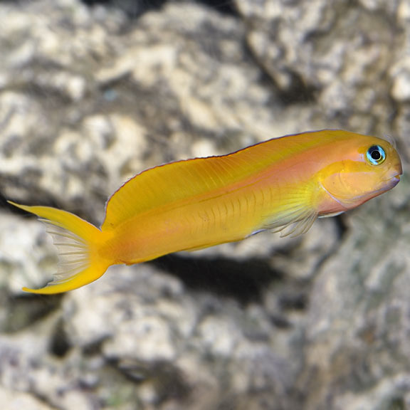 Midas Blenny (Ecsenius midas)