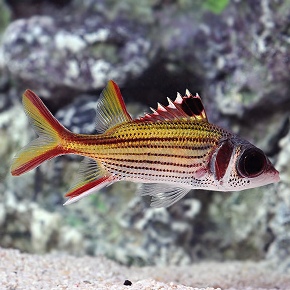 Metallic Squirrelfish (Neoniphon sammara)