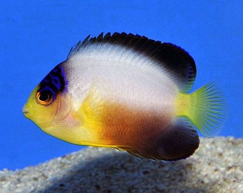 Multicolor Angel (Centropyge multicolor)