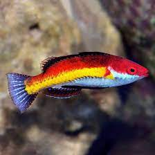 Naoko's Fairy Wrasse Male (Cirrhilabrus naokoae)