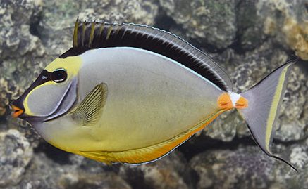 Naso Tang (Naso lituratus)