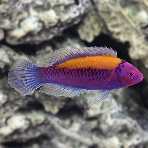 Orange Back Fairy Wrasse (Cirrhilabrus aurantidorsalis)