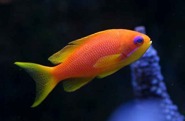 Orange Lyretail Anthia Female (Pseudanthias squamipinnis)