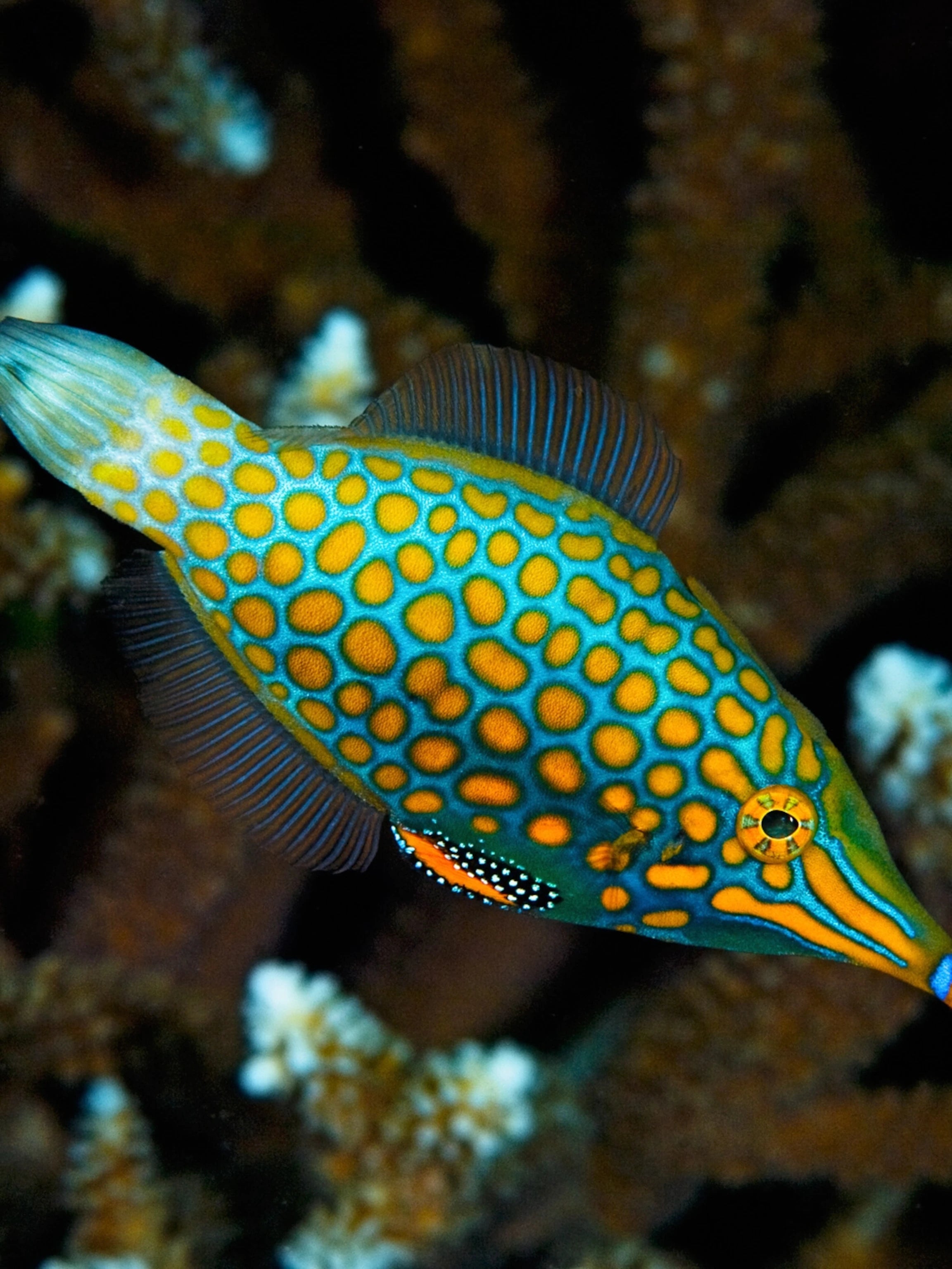 Orange Spotted Filefish (Oxymonacanthus longirostris)