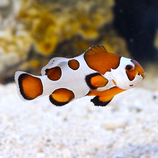 Orange Storm Clownfish (Amphiprion ocellaris)