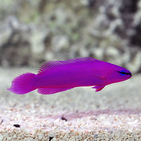 Orchid / Fridmani Dottyback (Pseudochromis fridmani)