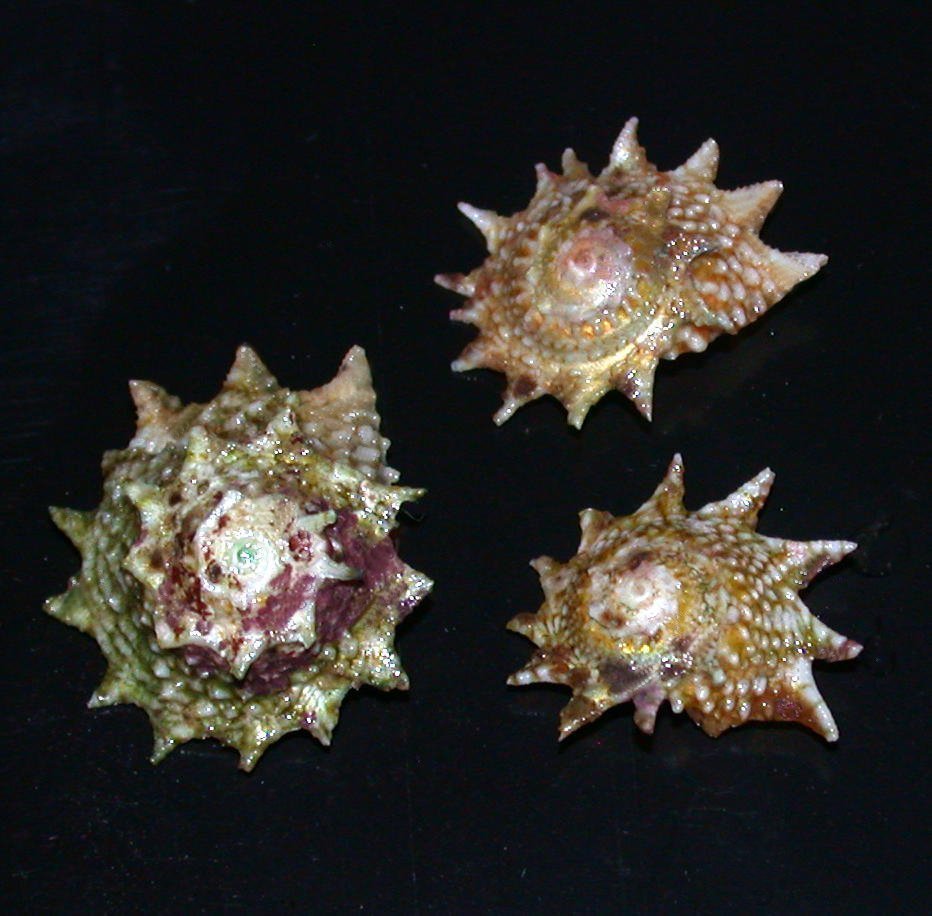 Ninja Star Astrea Snail (Astraea phoebia)