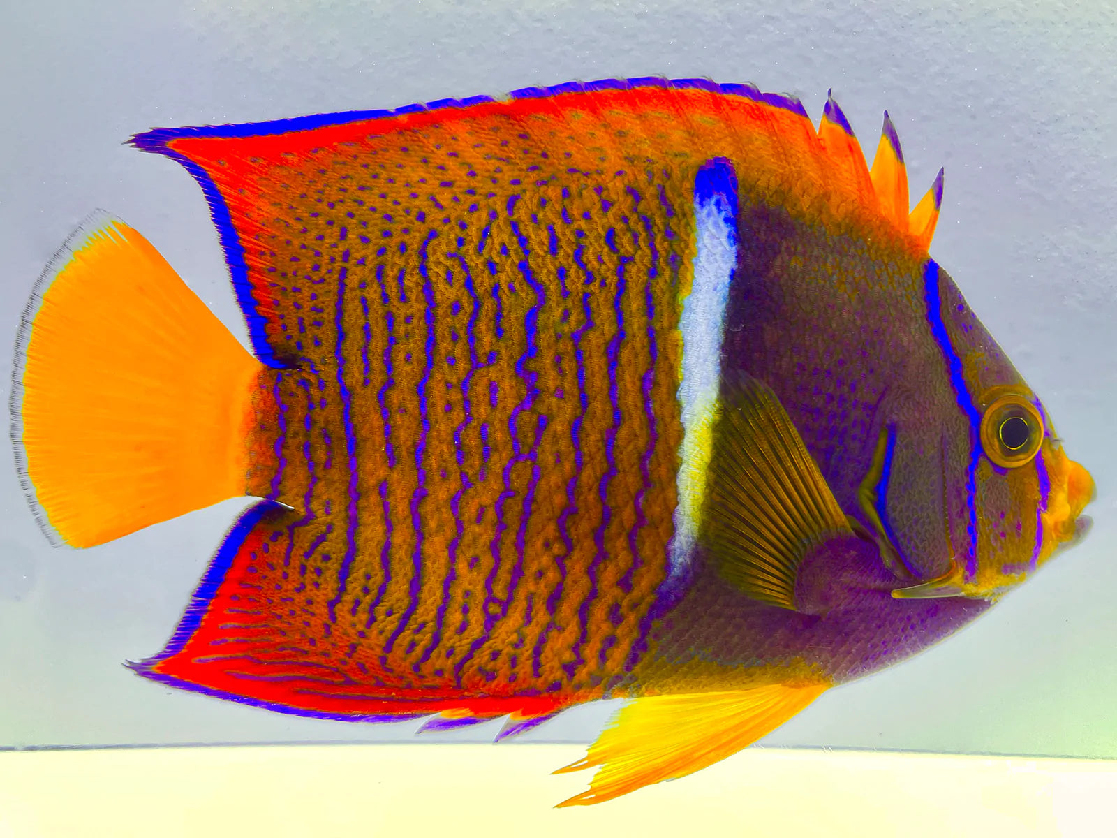 Passer Angel Adult (Holacanthus passer)