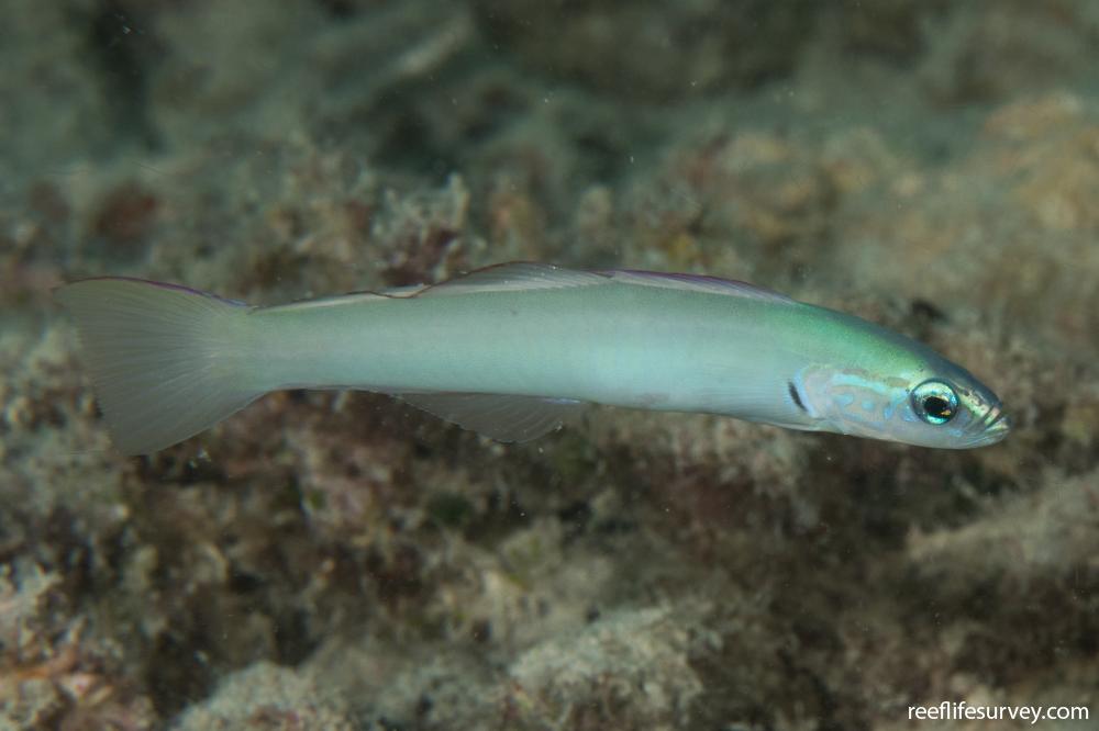 Pearly Dart Goby (Ptereleotris microlepis)