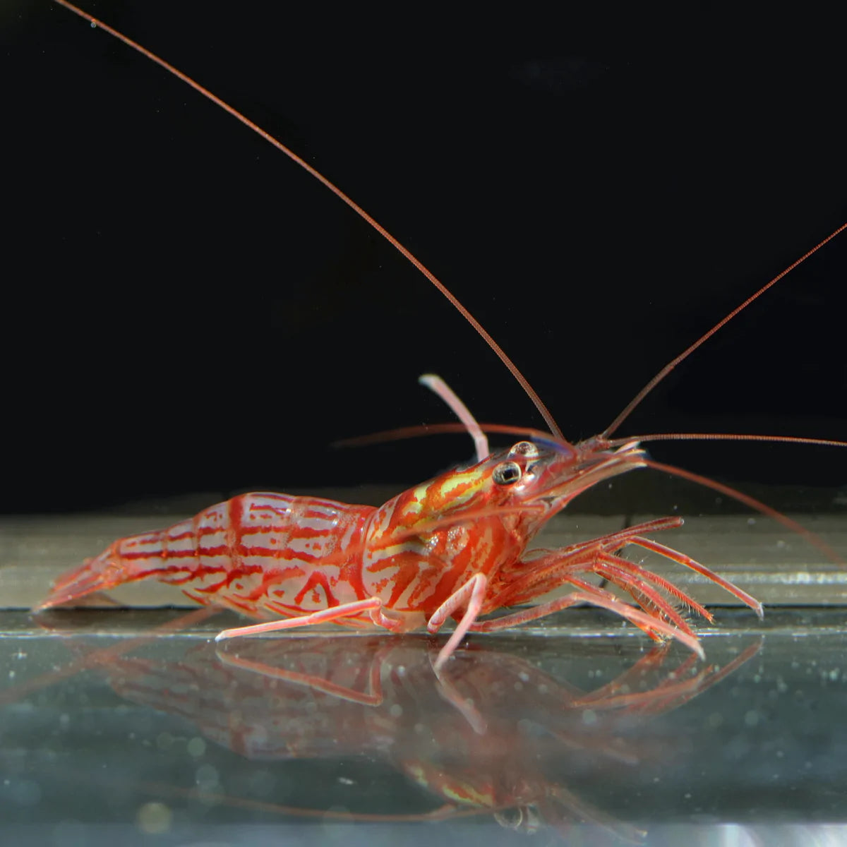 Peppermint Shrimp (Lysmata boggessi)