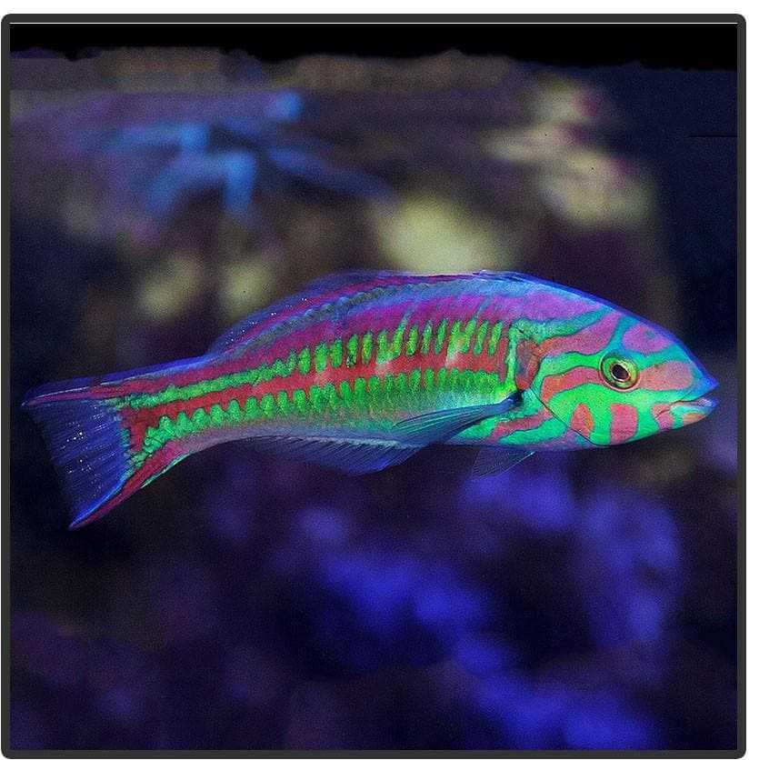 Pink Face Wrasse (Thalassoma quinquevittatum)