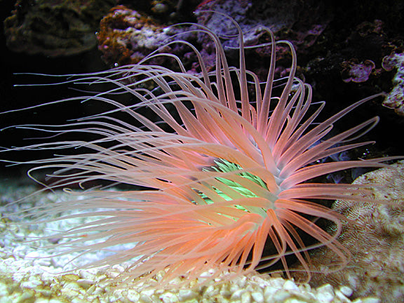 Pink Tube Anemone (Ceriathus sp.)