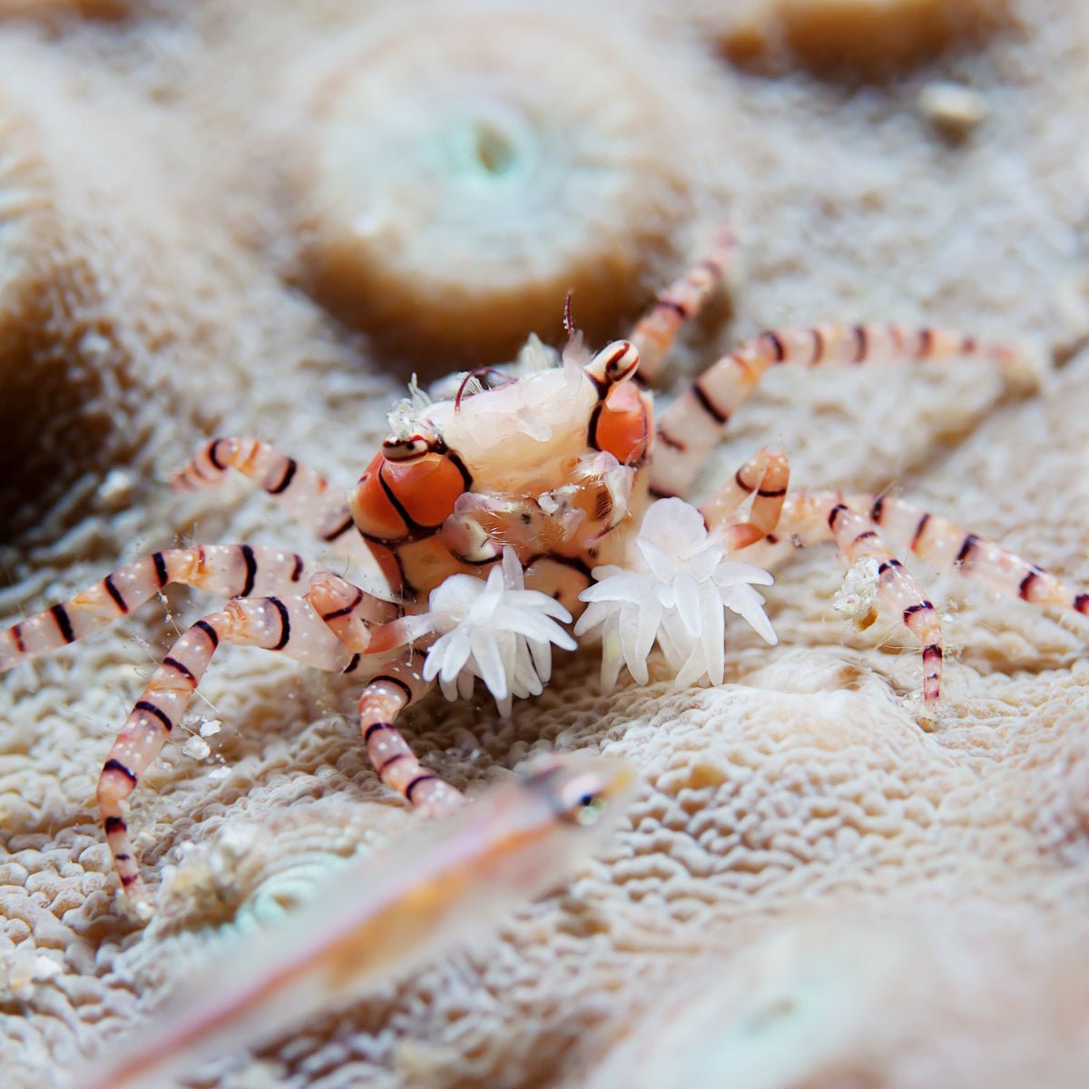 Pom Pom Crab (Lybia sp.)