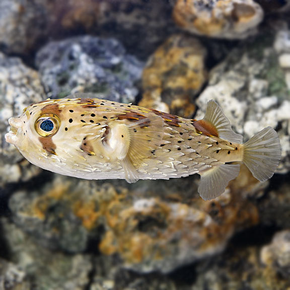 Porcupine Pufferfish (Diodon holocanthus)