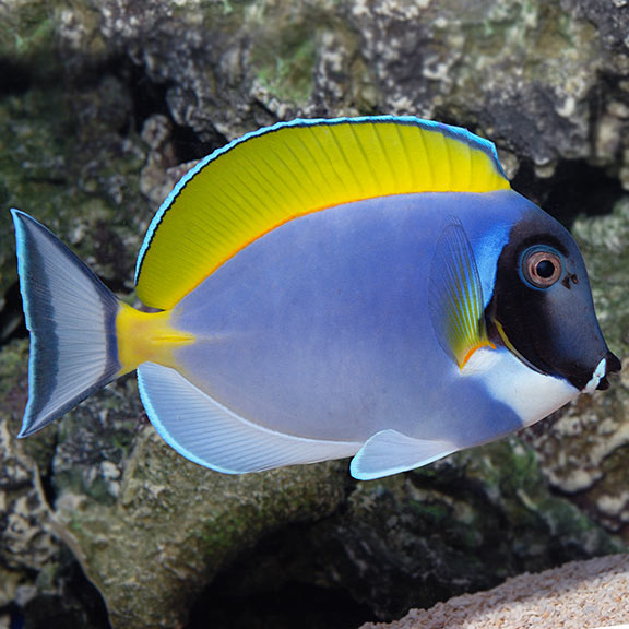 Powder Blue Tang (Acanthurus leucosternon)