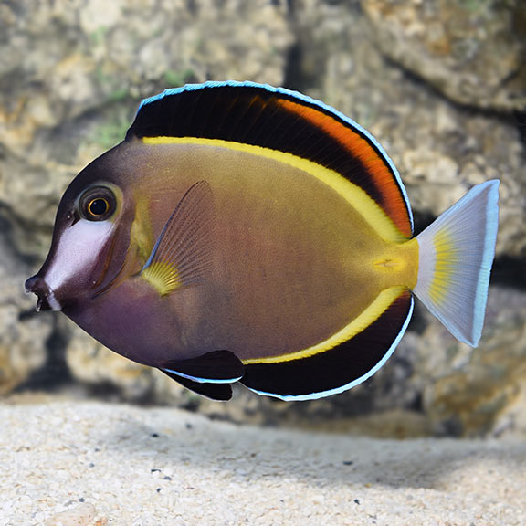 Powder Brown Tang (Acanthurus japonicus)