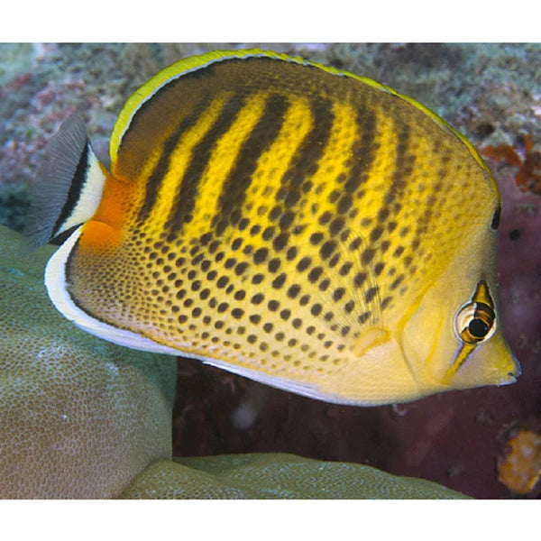 Punctato/Dot Dash Butterfly (Chaetodon punctatofasciatus)