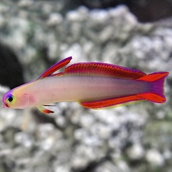 Purple Firefish Goby (Nemateleotris decora)