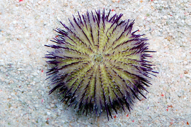 Purple Pincushion Urchin (Lytechinus variegatus)