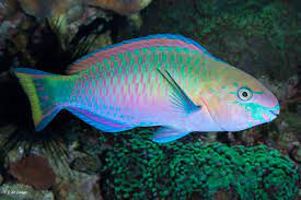 Quoyi Parrotfish (Scarus quoyi)