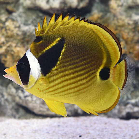 Raccoon Butterfly (Chaetodon lunula)