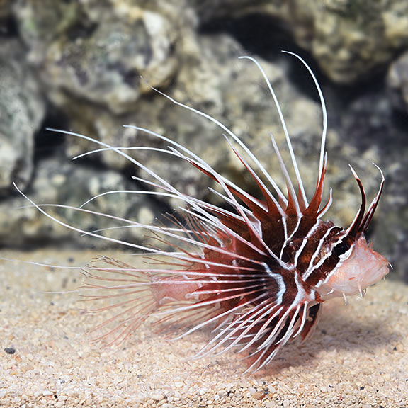 Radiata Lionfish (Pterois radiata)