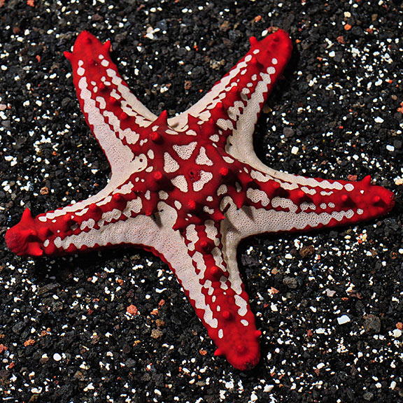 Red African Starfish (Protoreaster linckii)