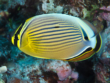 Melon Butterflyfish (Chaetodon trifasciatus)