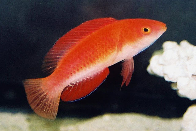 Redfin Fairy Wrasse (Cirrhilabrus rubripinnis)