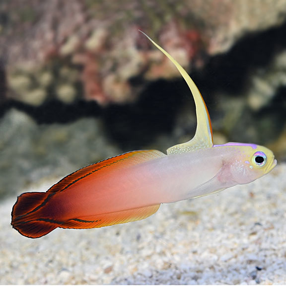 Red Firefish Goby (Nemateleotris magnifica)