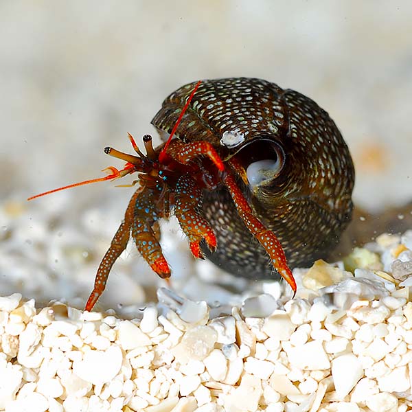 Red Leg Hermit Crab (Clibanarius sp.)