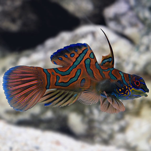 Red Mandarin Dragonet (Synchiropus splendidus)