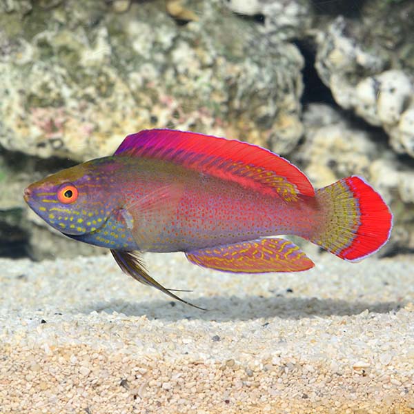 Pink Margin Fairy Wrasse (Cirrhilabrus rubrimarginatus)