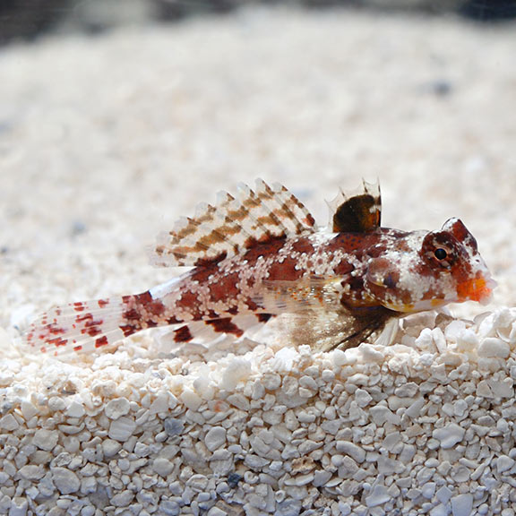 Red Scooter Dragonet (Synchiropus stellatus)