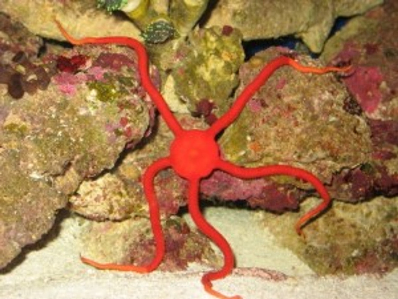 Red Serpent Starfish (Ophioderma squamoisissinum)