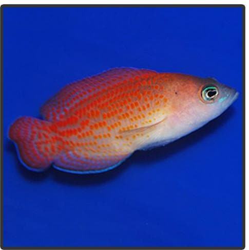 Red Spotted Dottyback (Pholidochromis cerasina)