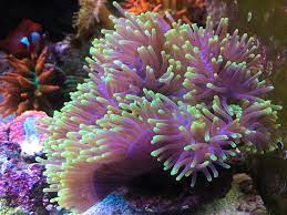 Ritteri Anemone (Heteractis magnifica)