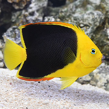 Rock Beauty Angel (Holacanthus tricolor)