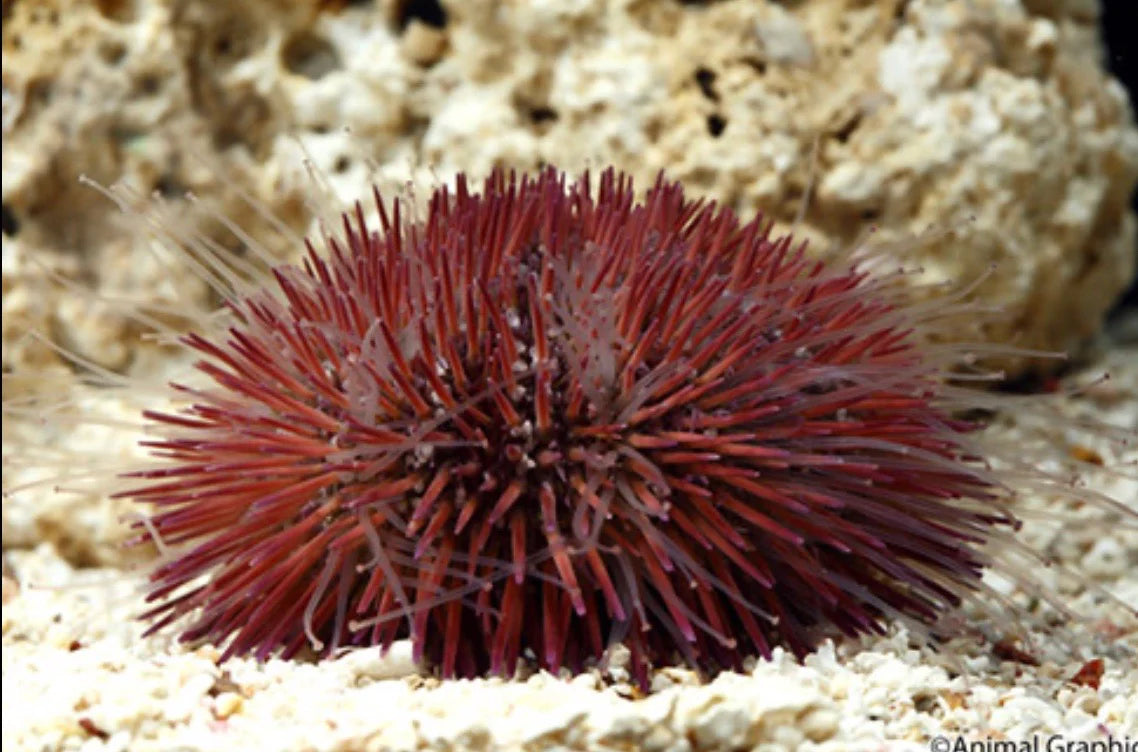 Rose Pink Pincushion Urchin (Lytechinus variegatus)