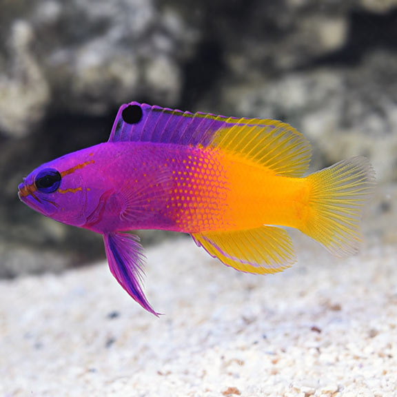 Royal Gramma Basslet (Gramma loreto)