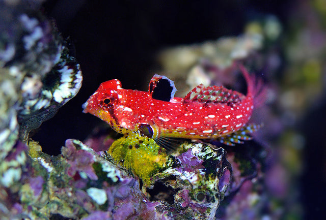 Ruby Red Dragonet (Synchiropus sycorax)