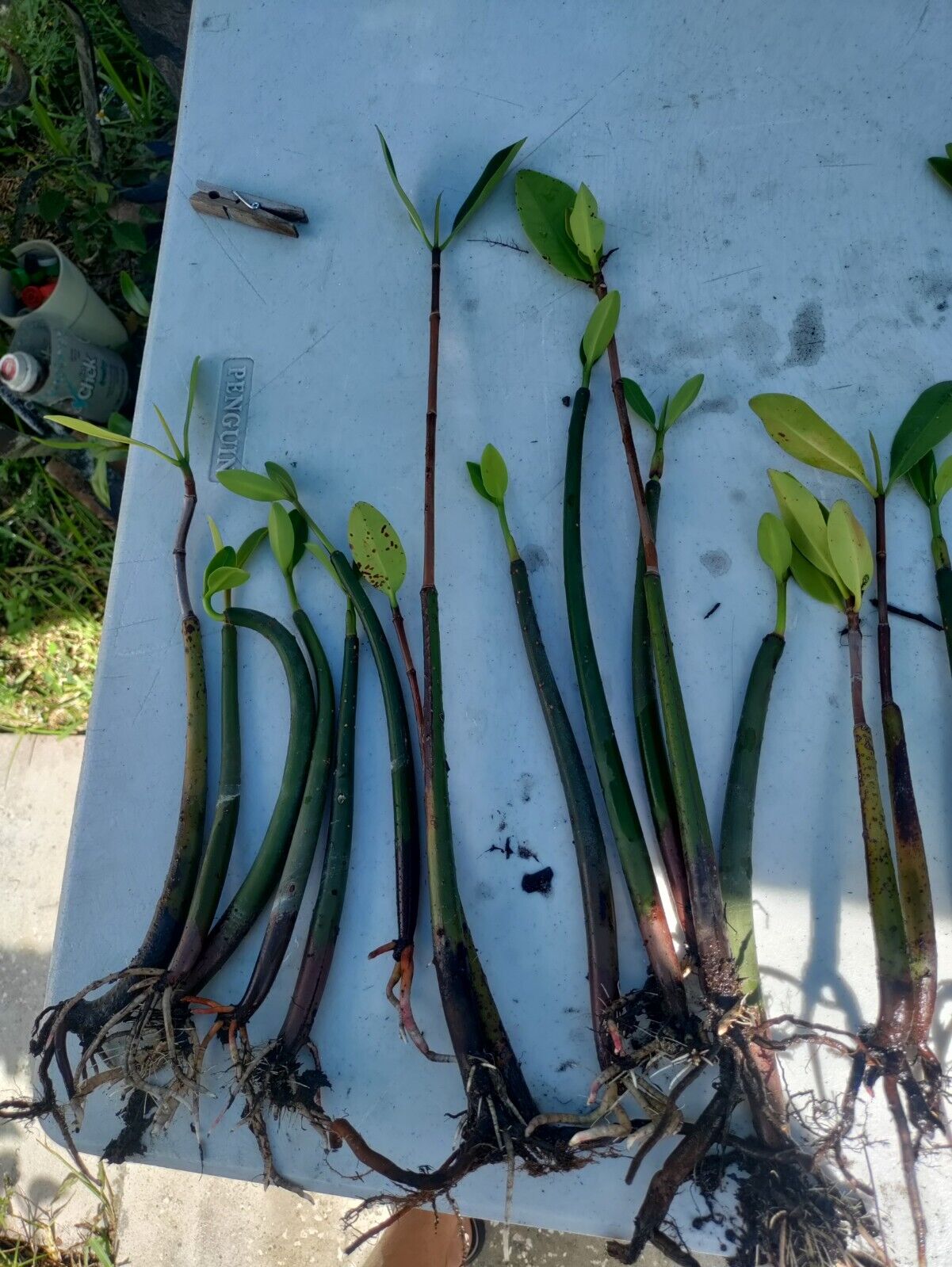 Mangrove Sprout (Rhizophora mangle)