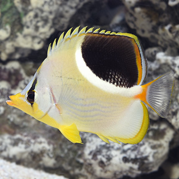 Saddleback Butterfly (Chaetodon ephippium)