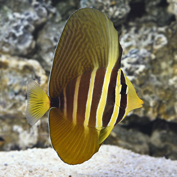 Sailfin Tang (Zebrasoma velifer)