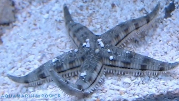 Sand Sifting Starfish (Astropecten polycanthus)