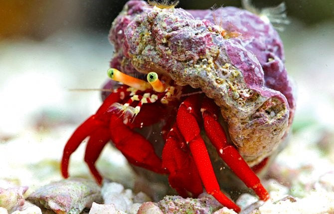 Scarlet Reef Hermit Crab (Paguristes cadenati)